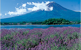 河口湖・ハーブフェスティバル