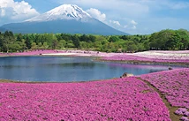 Fuji Shibazakura (Moss Phlox) Festival