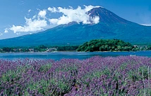 河口湖・ハーブフェスティバル